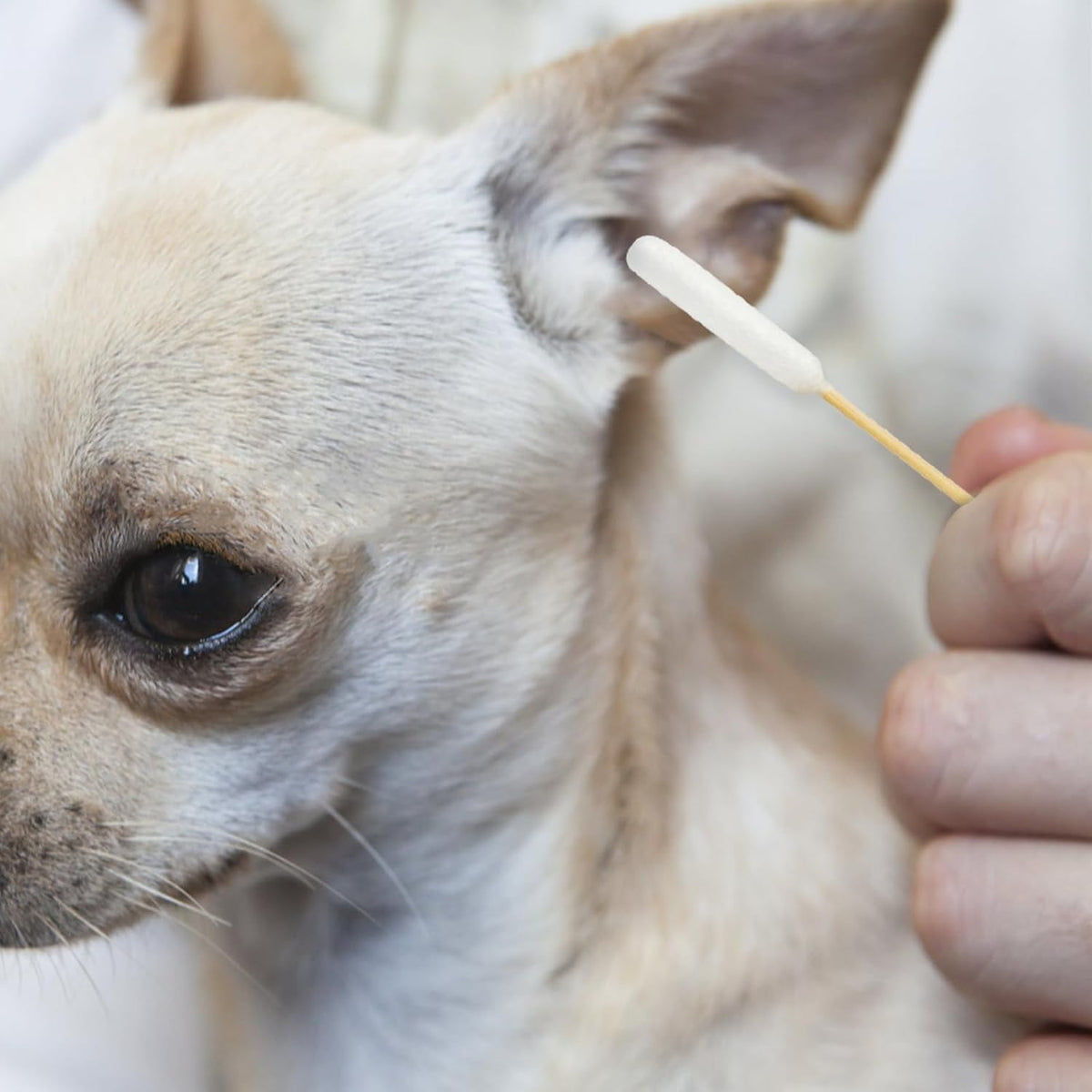 Egaageoi 200 Pcs 6-Inch Long Cotton Swabs for Dog Ears with Bamboo Handle