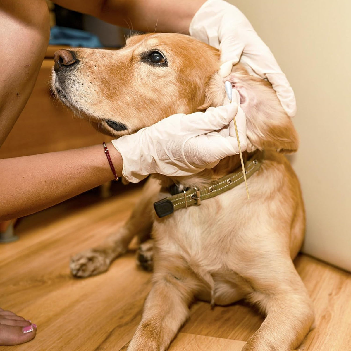 200-Pack of Long, Large Dog Ear Swabs with Bamboo Sticks
